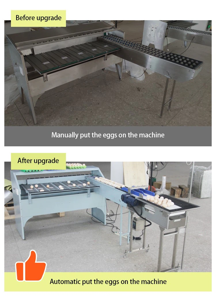 automatic egg sorting machine automatic egg sorting machine
